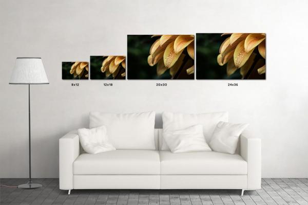 Daffodil, ready-to-hang float mount metal print wall art, satin finish picture