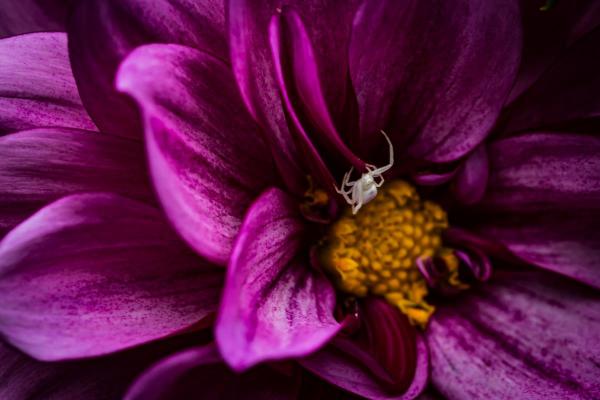 Dahlia with Spider, unframed lustre-finish print picture