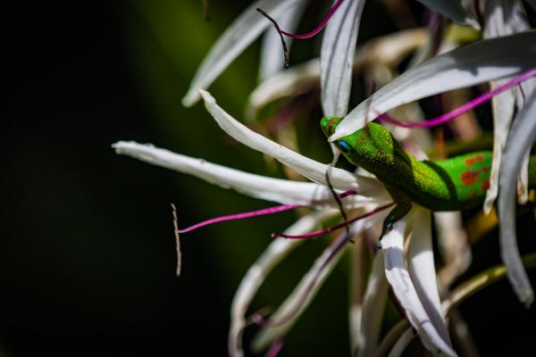 Spider Lily with Gecko, ready-to-hang thin wrap wall art, lustre finish picture