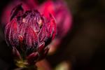 Azalea, Carson Rag Photographique Fine Art Print