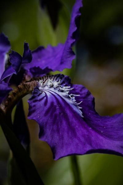 Rooftop Iris, Moab Entrada Bright Rag Fine Art Print picture