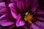 Dahlia with Spider, Moab Entrada Bright Rag Fine Art Print