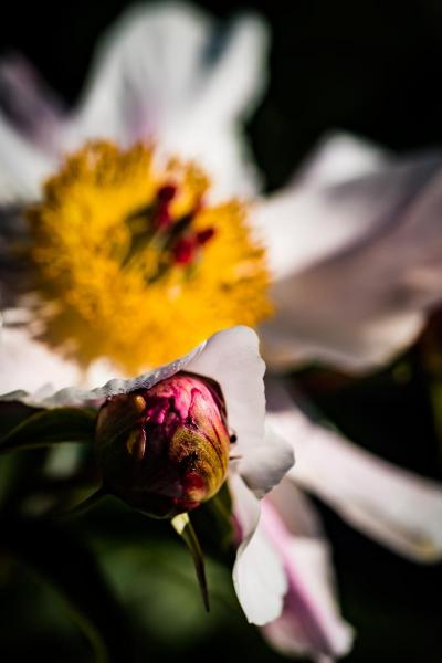 Peony with Ant, ready-to-hang float mount metal print wall art, satin finish picture