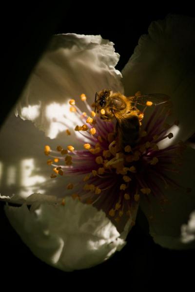 Franklinia with Honeybee, Breathing Color Elegance Velvet Fine Art Print