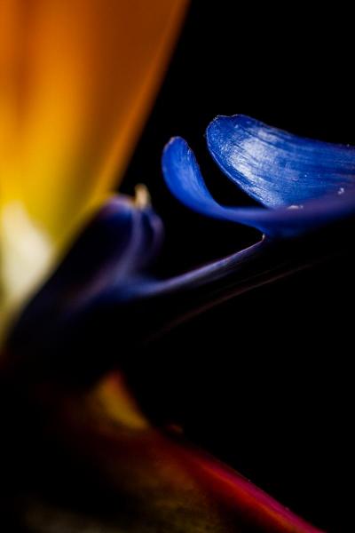 Strelitzia Portrait, Carson Rag Photographique Fine Art Print