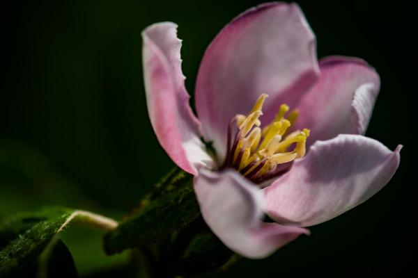 Quince, unframed metallic-finish print