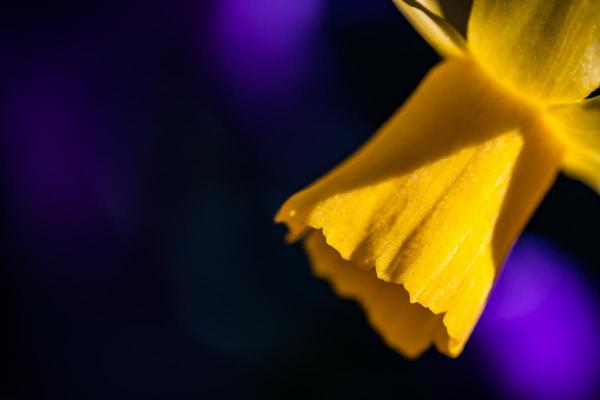 Daffodil, Breathing Color Elegance Velvet Fine Art Print