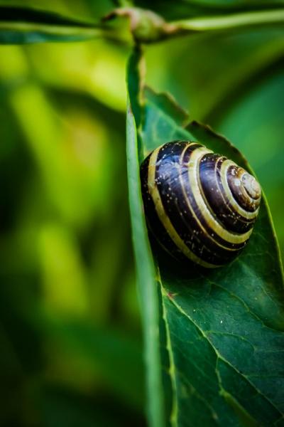 Snail on Leaf, ready-to-hang float mount metal print wall art, satin finish
