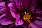 Dahlia with Spider, ready-to-hang flat mounted giclée canvas wall art