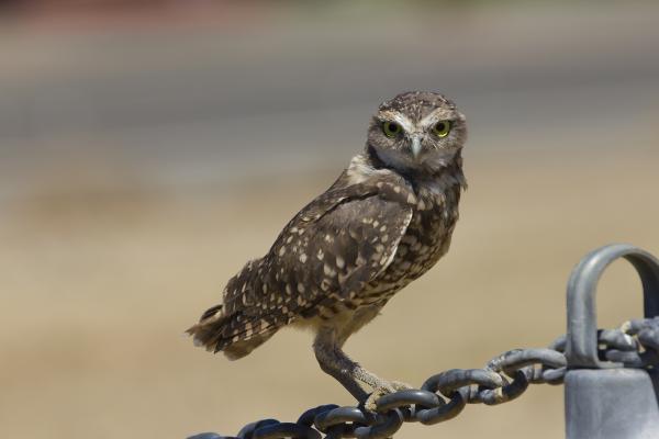 Burrowing Owl