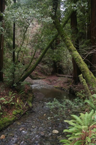 Muir Woods picture