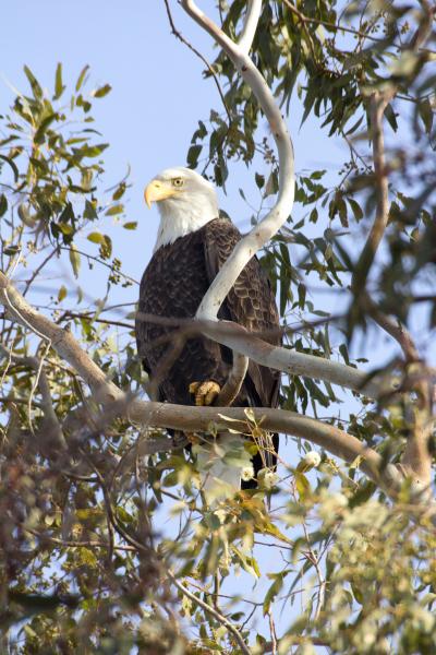 Bald Eagle