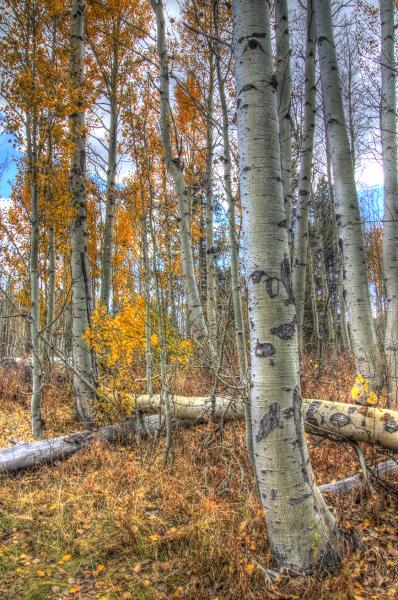 Aspens