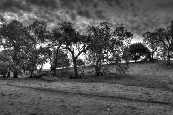 Oak Trees picture