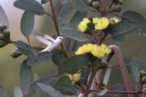 Rare Leucism Hummingbird