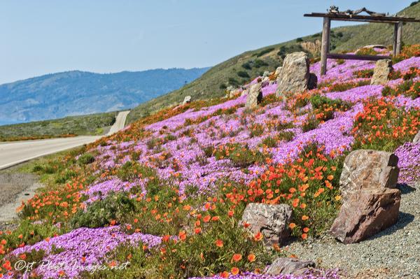 Hiway 1 Coastal Golden Poppies + Lavender