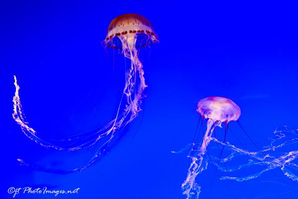 Jelly Fish Tango picture