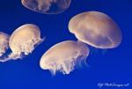 Jelly Fish School