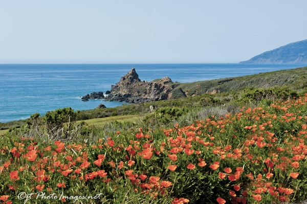 Hiway 1 Coastal Golden Poppies picture