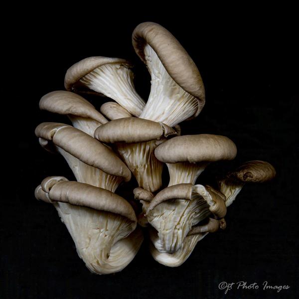Oyster Mushrooms (square)