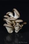 Oyster Mushrooms (portrait)