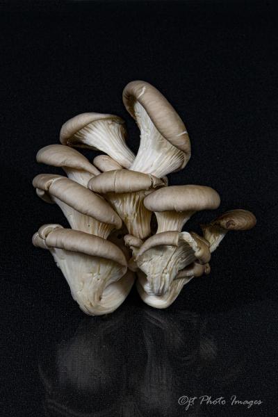 Oyster Mushrooms (portrait) picture