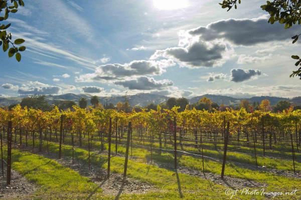 Livermore Vineyard Autumn SKY