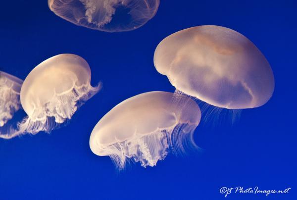 Jellyfish School