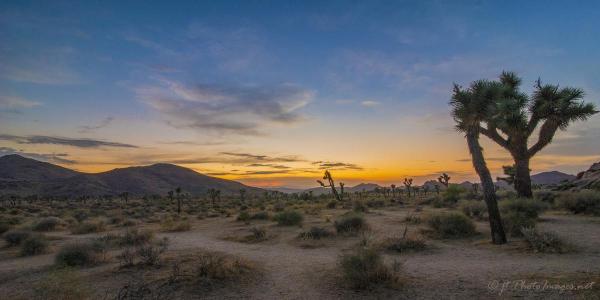 Sunset Joshua Tree National Park (Panorama) picture