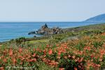 Coastal Golden Poppies Hiway 1