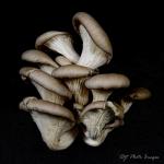 Oyster Mushrooms (portrait)