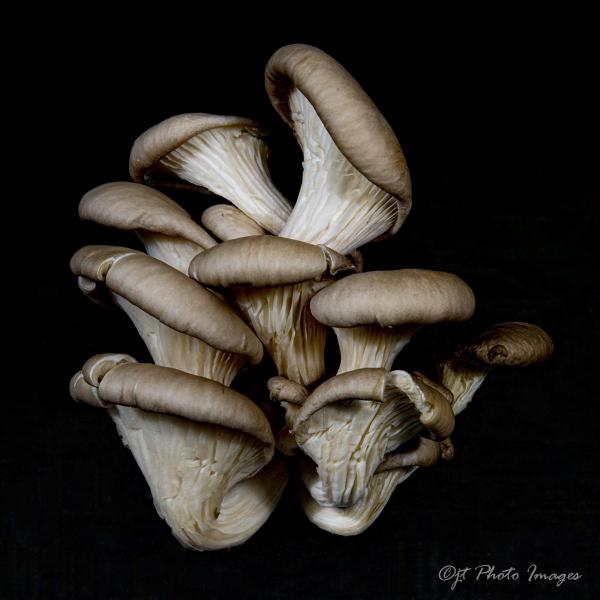 Oyster Mushrooms (portrait) picture