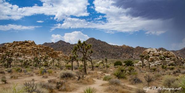 Joshua Tree National Park #2 (Panorama) picture