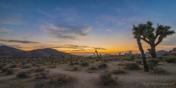 Sunset Joshua Tree National Park (Panorama) picture