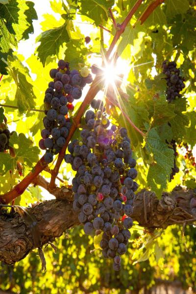 Sunbeam Livermore Vines