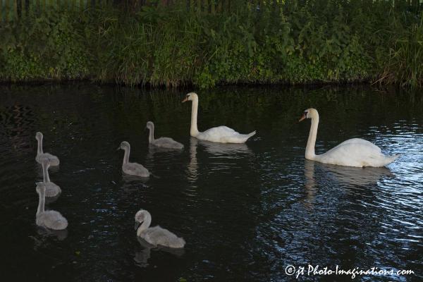 Swan Family by Swan Pub Guilford England picture