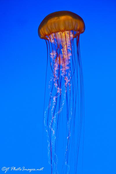 Jelly Fish Rising