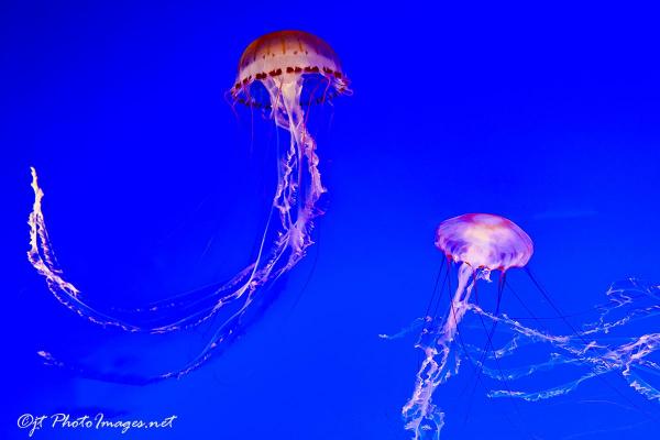 Jellyfish Tango