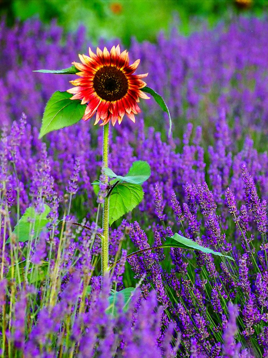 Photo Note Cards picture