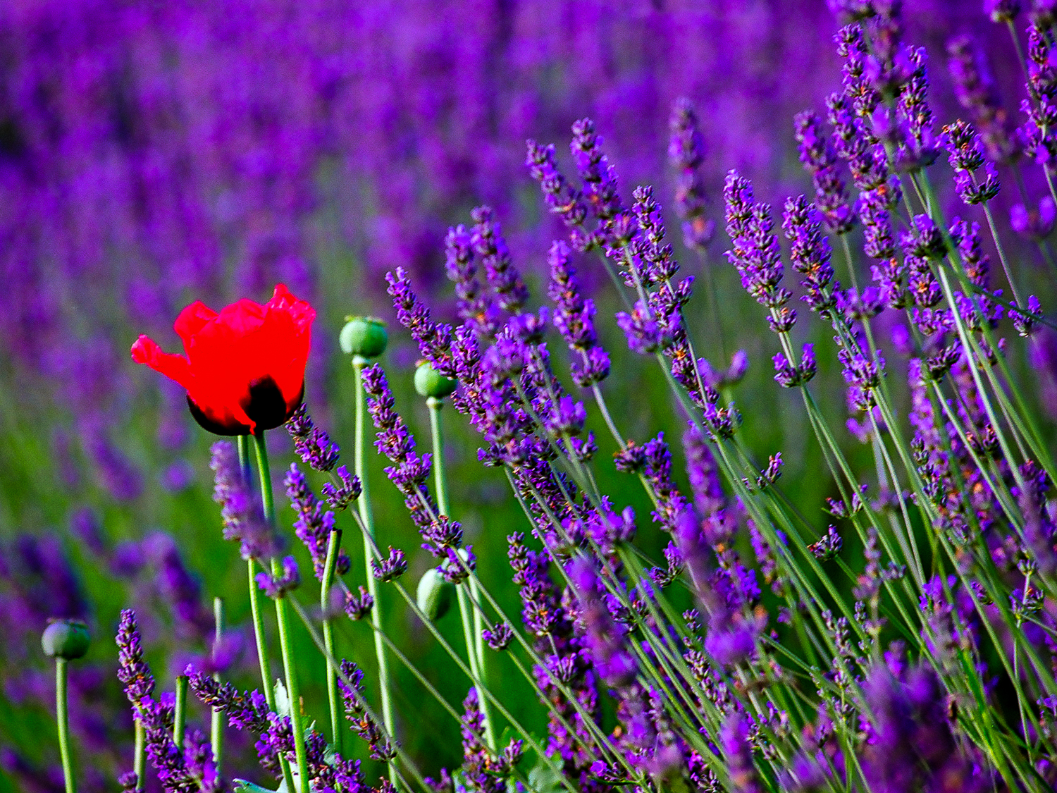 Photo Note Cards picture