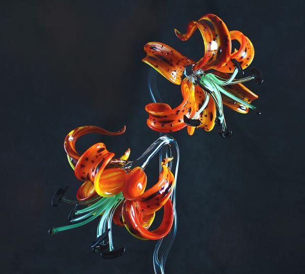 Sentinels  "Turk's Cap Lily picture