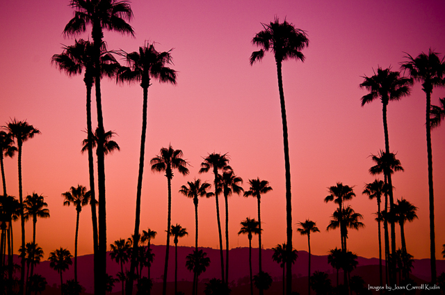 Pull Over Palms picture