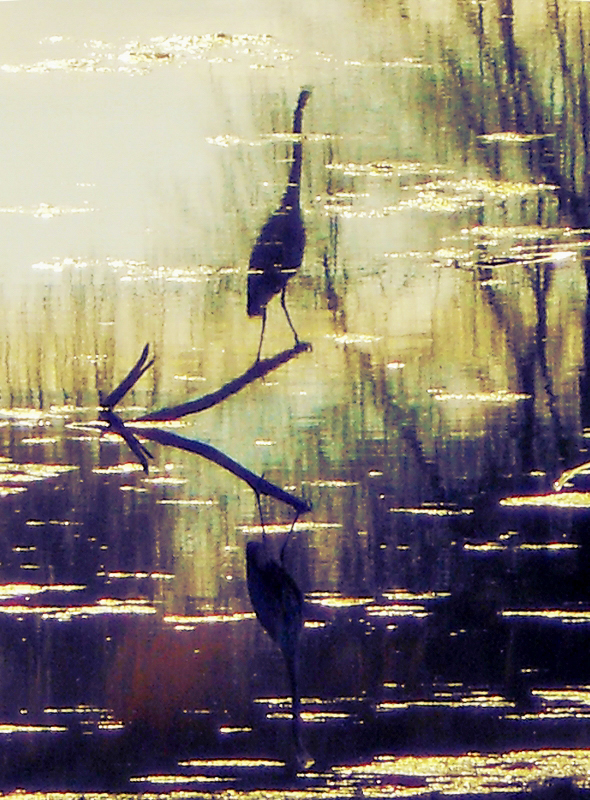 Heron in Reflection