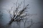 Reflections of the Carved Tree