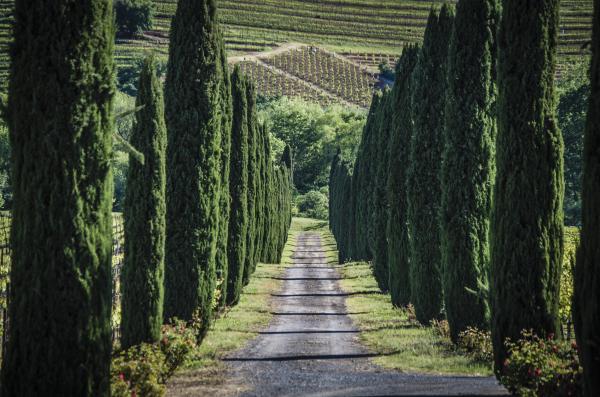 Trees of Ferrari-Carano picture