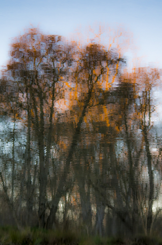 Sunset on Treetops on River picture