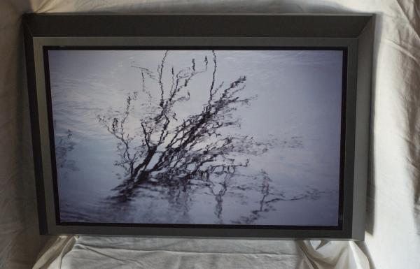 Reflections of the Carved Tree picture