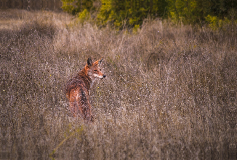 Coyote Pretty