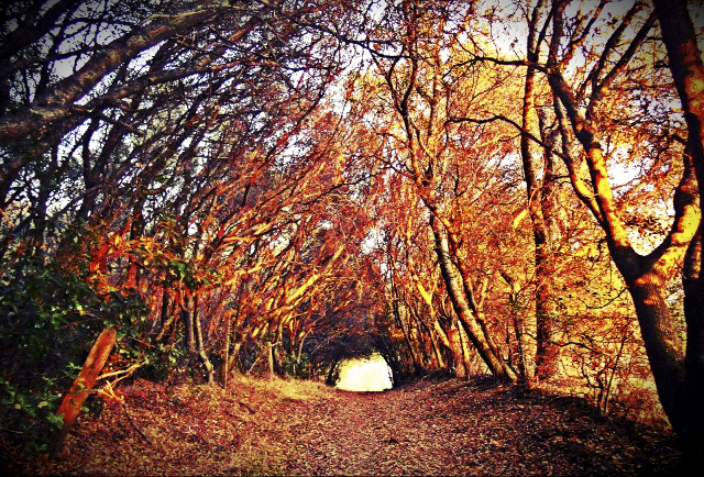 Tree Tunnel