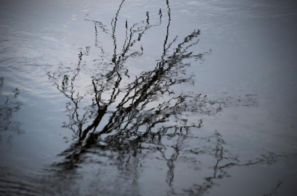 Reflections of the Carved Tree picture